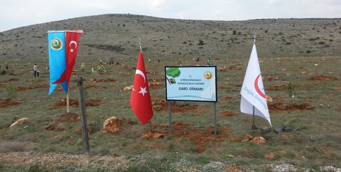 Ağaç Dikimi